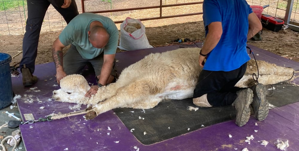 Shearing Alpacas