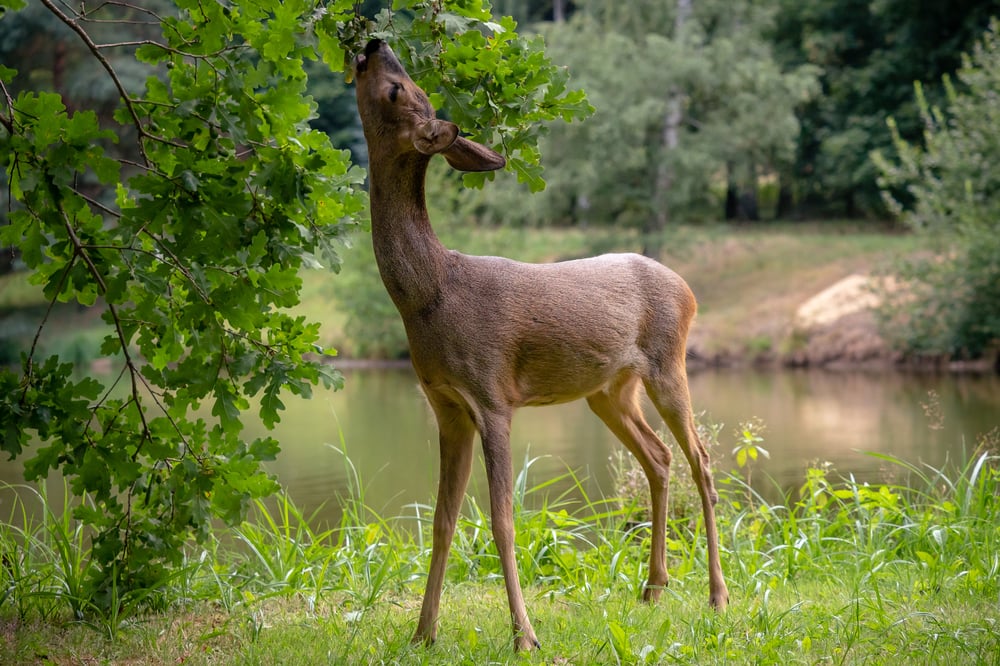 natural food sources for deer