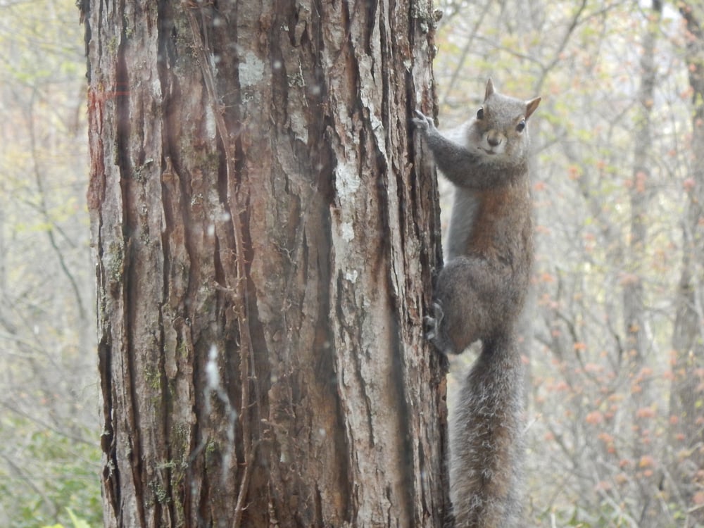 Squirrel mistakes