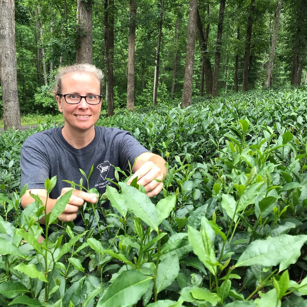 how to grow tea