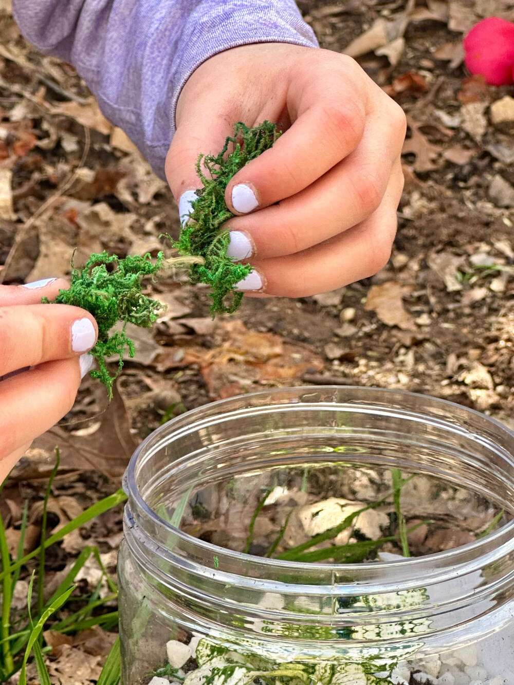 Terrarium Planting