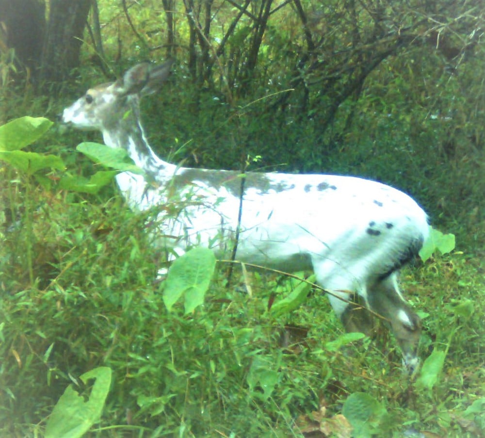 TrailcamPiebaldWhitetail doe-1