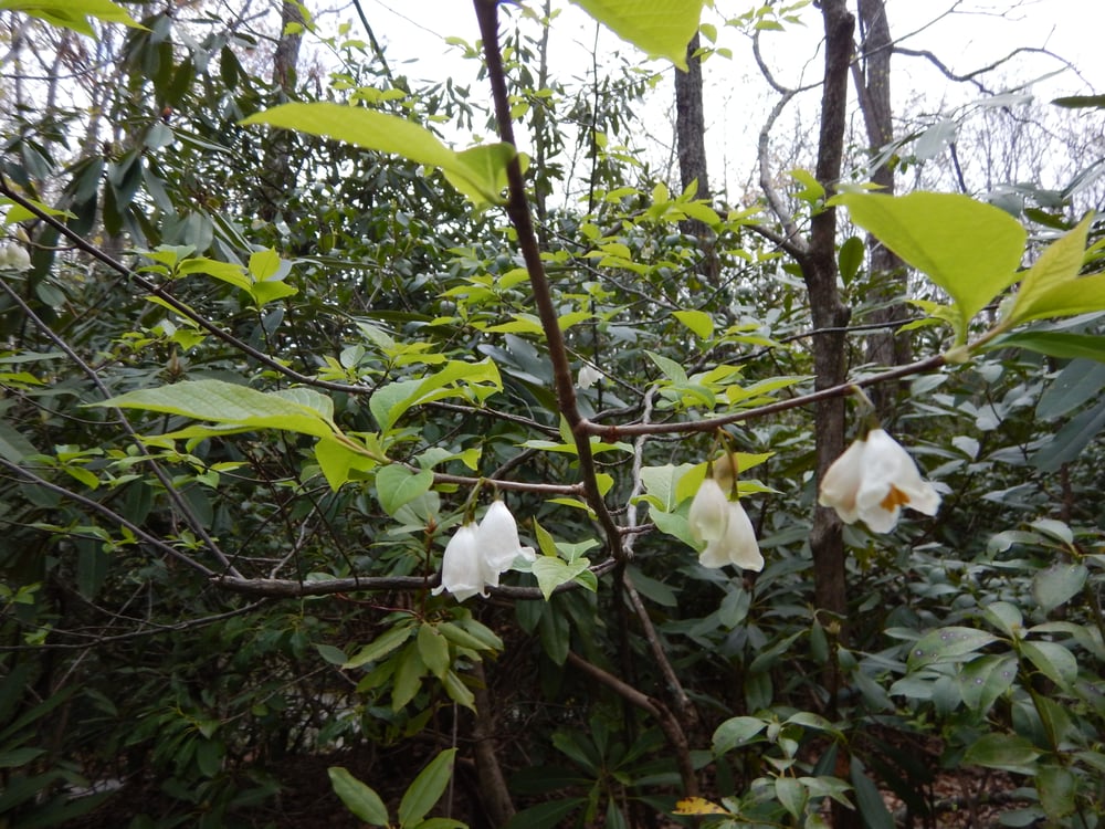 Trees to identify