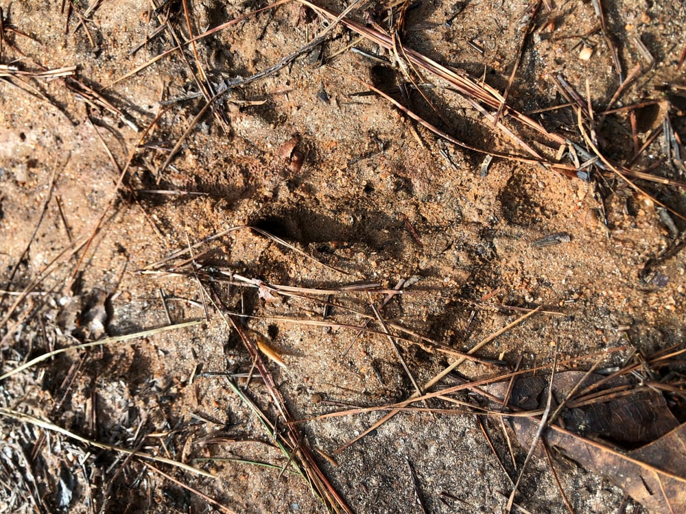 Turkey tracks