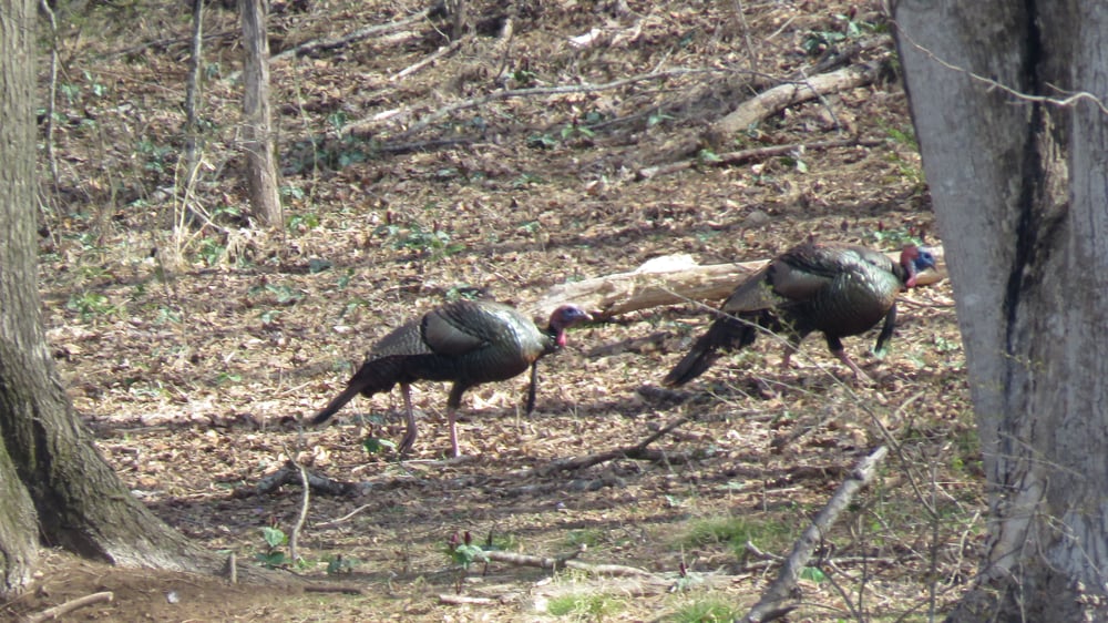 Turkeys on the move