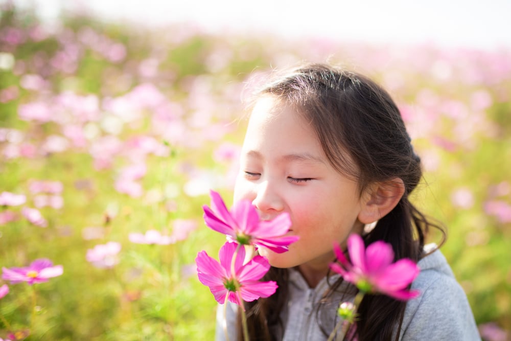 Wildflower Garden