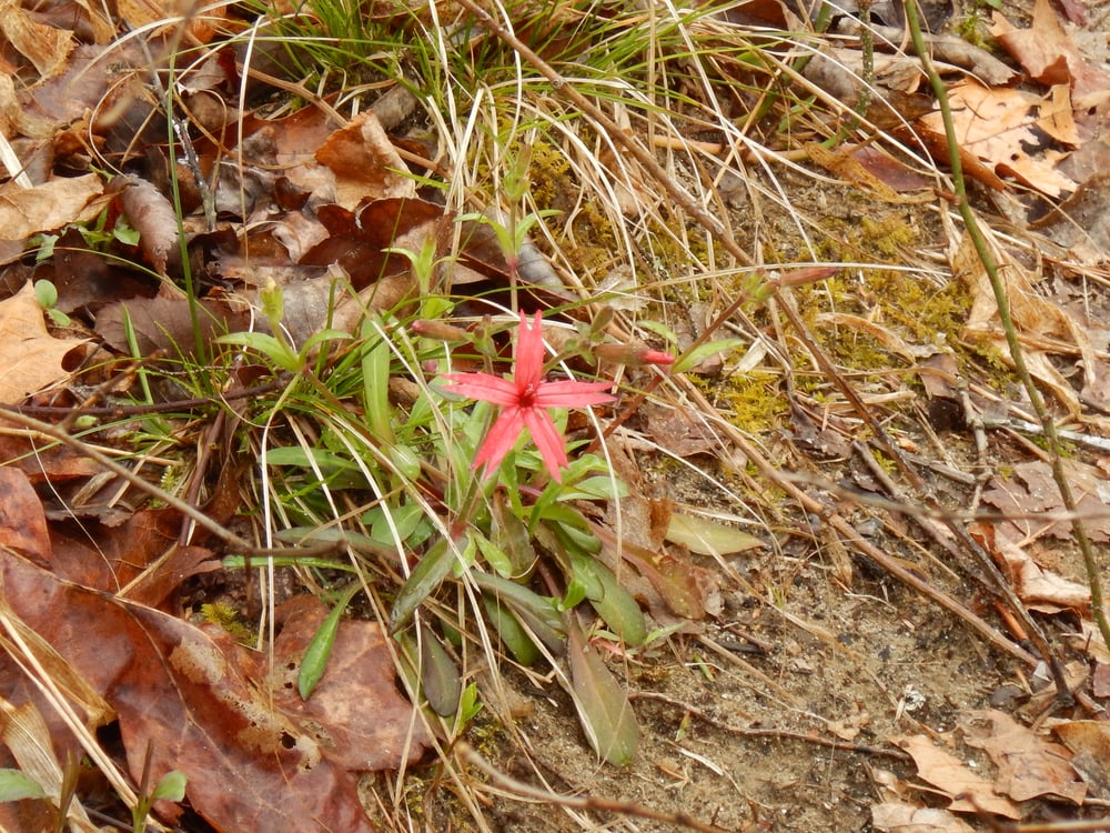 Wildflowers pushing through leaf litter