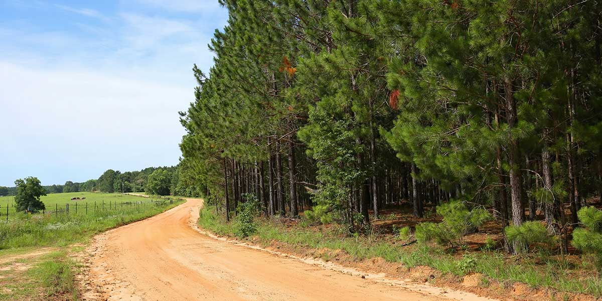 Country Dirt Road across Georgia property