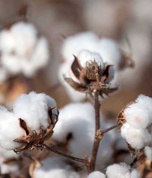 Growing Cotton Plants