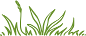 Grass Illustration