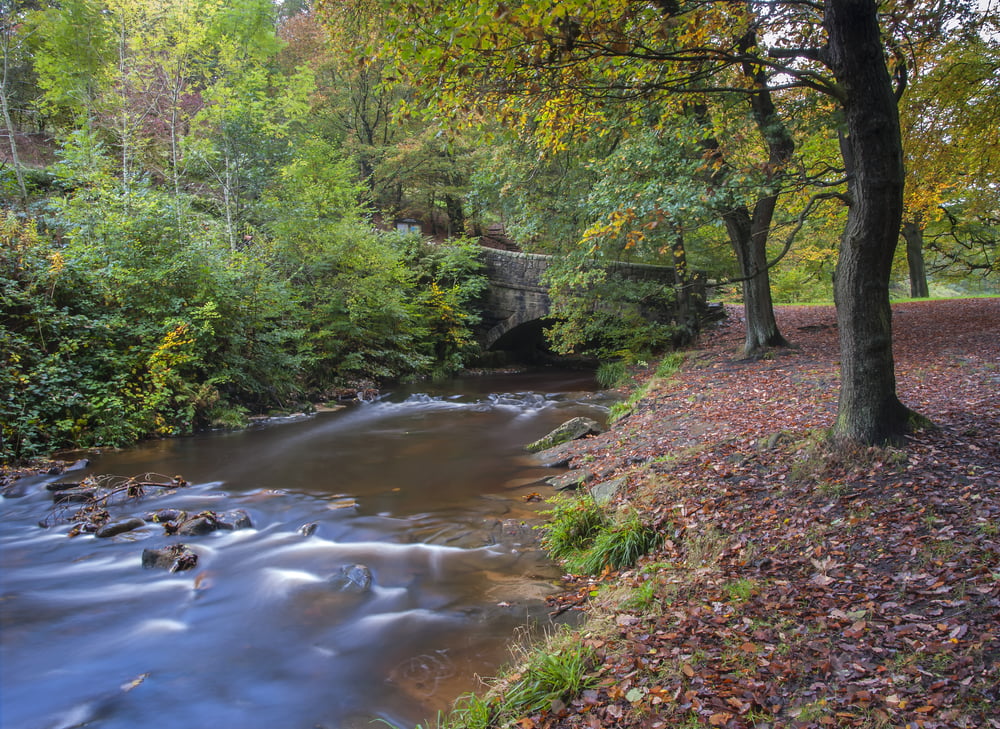 riparian buffer