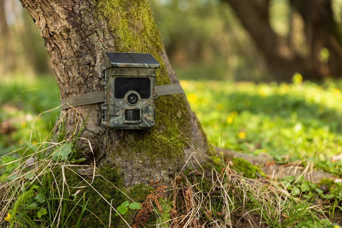 Where to Place Your Trail Camera for Better Wildlife Photos