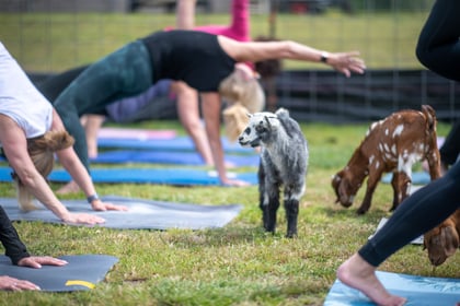 How to Start Goat Yoga on Your Hobby Farm