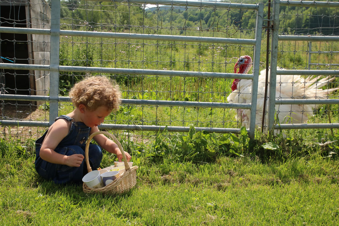 How to Raise Turkeys on A Hobby Farm: A Complete Guide