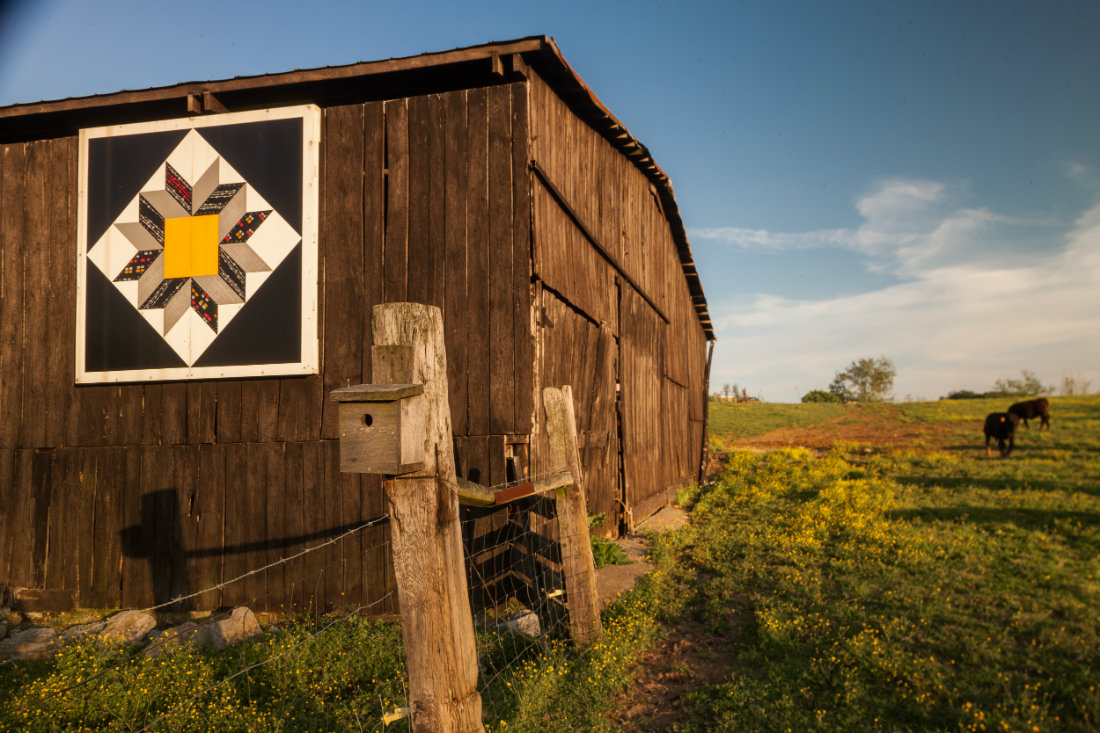 Cows_with_quilt_barn_1100.jpg