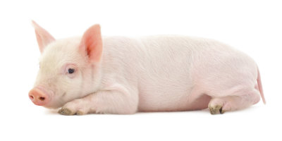 sustainable farming piglet