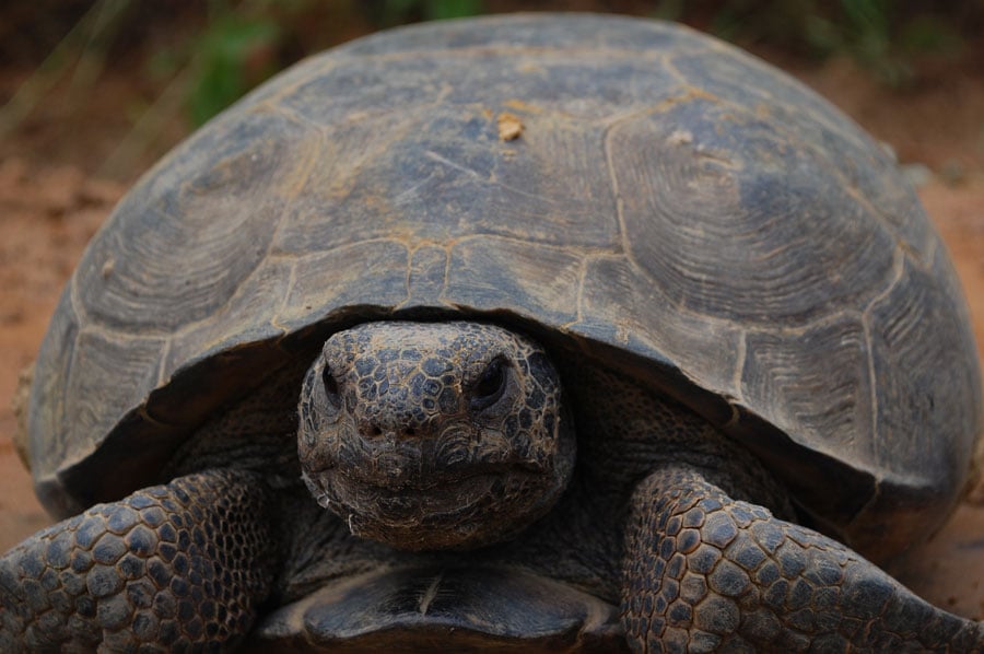 old turtle on country road