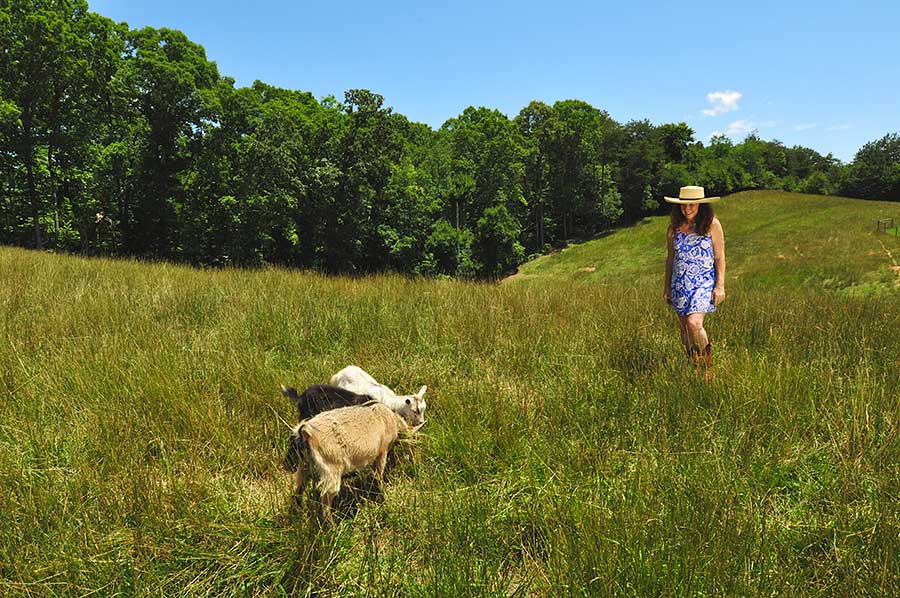 Vickey Russell shepherds sheep on a sustainable grass farm