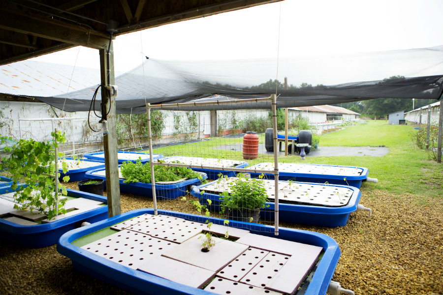 Traders Hill Farm outdoor garden 