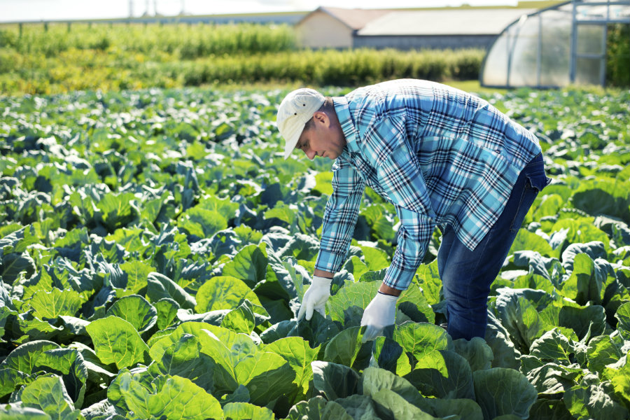 sustainable farming