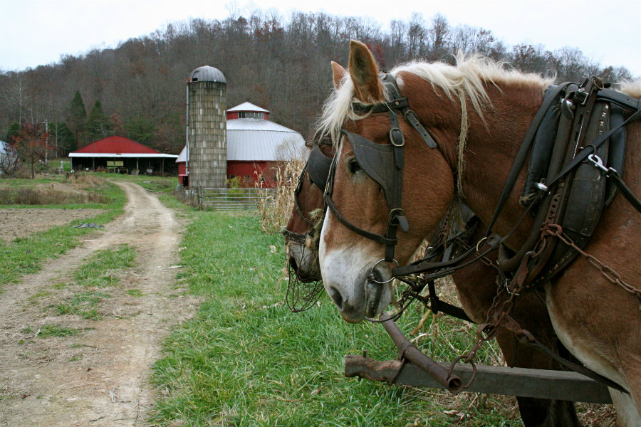 mennonite horses on farm