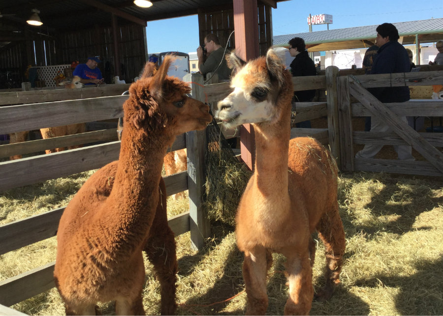 kissing alpacas