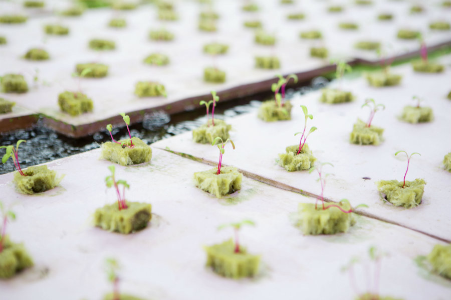 Seedlings on an aquaponics farm