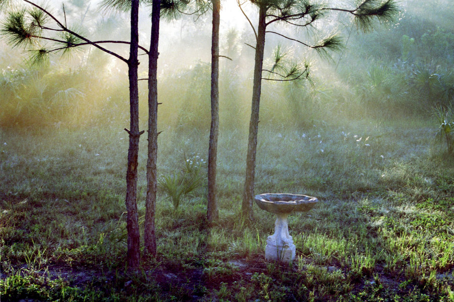 birdbath goes dry during a drought