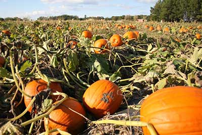 Washington Farms offers a pumpkin patch and corn maze in Georgia