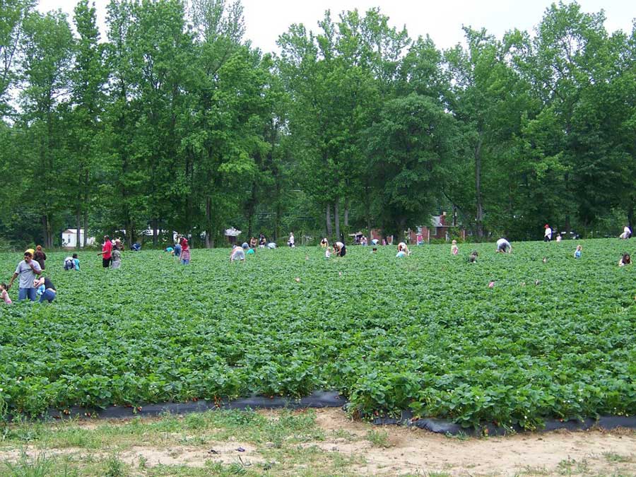 Washington Farms offers a strawberry patch in Georgia