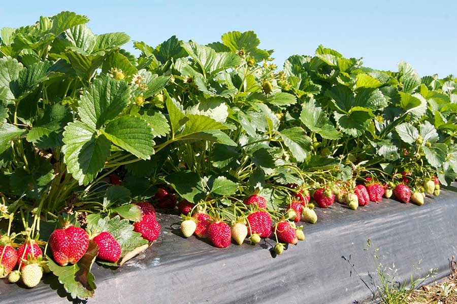 Washington Farms offers a strawberry patch in Georgia