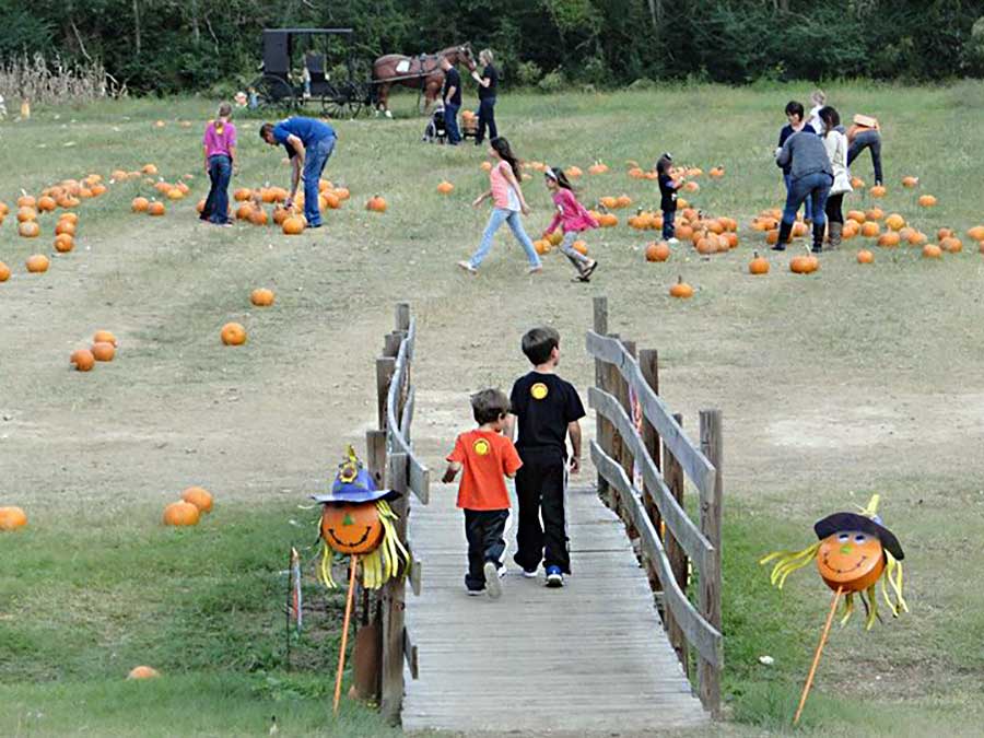 Mrs. Heather's Pumpkin Patch Louisiana