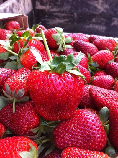 u-pick strawberries at Mrs Heathers Louisiana