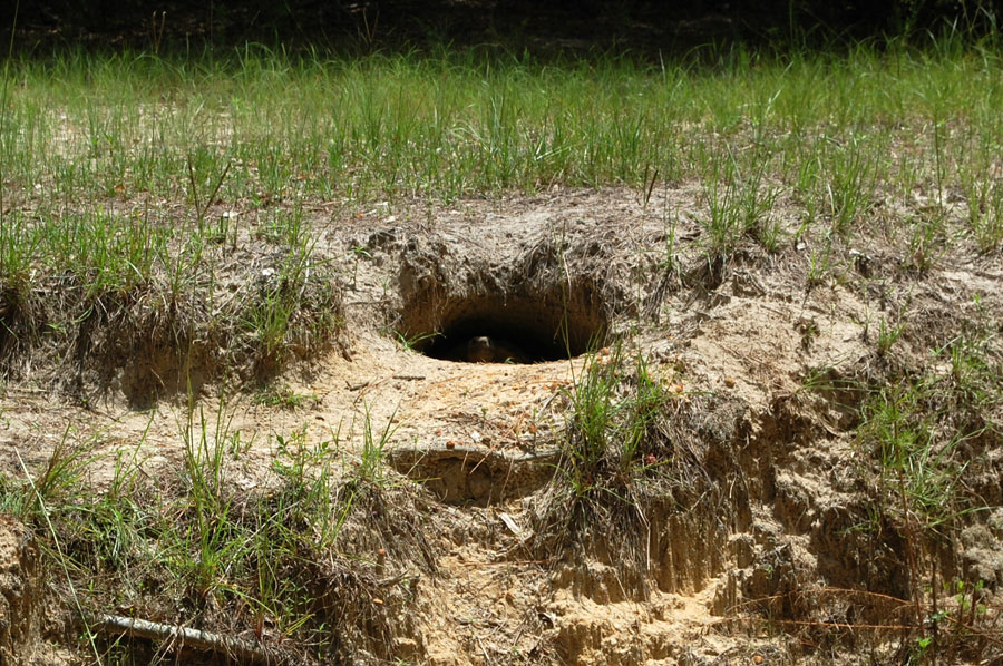 turtle or tortoise on rural land